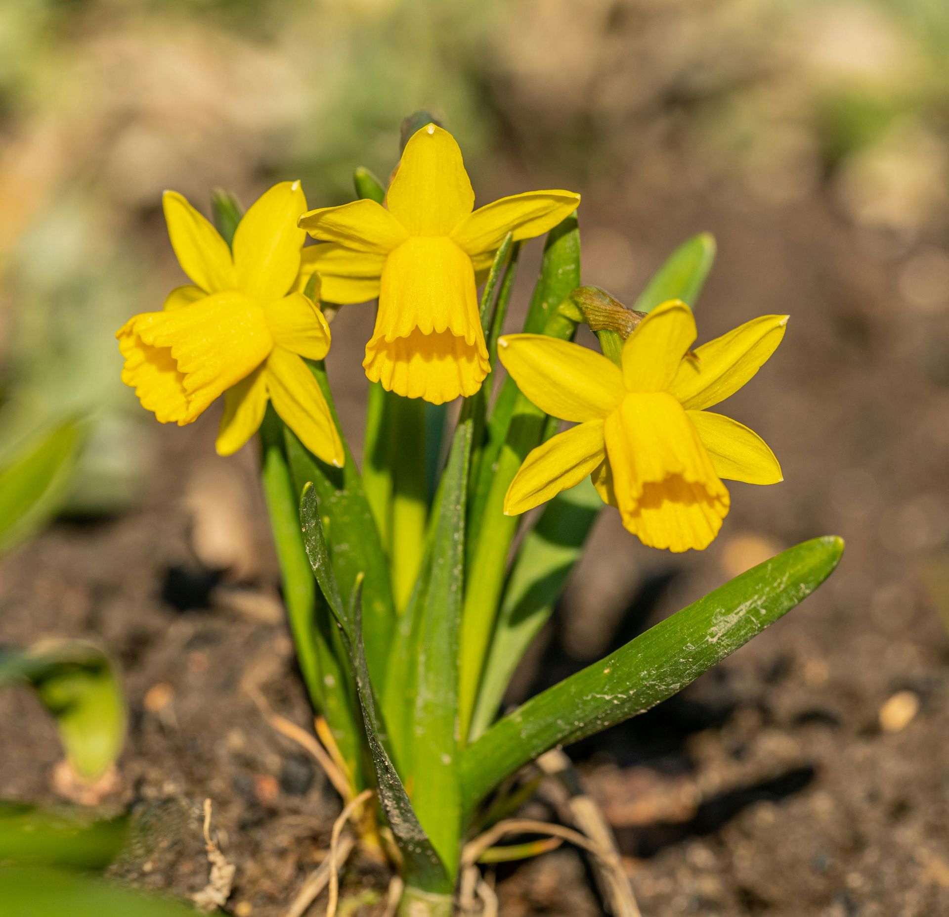 spring flowers