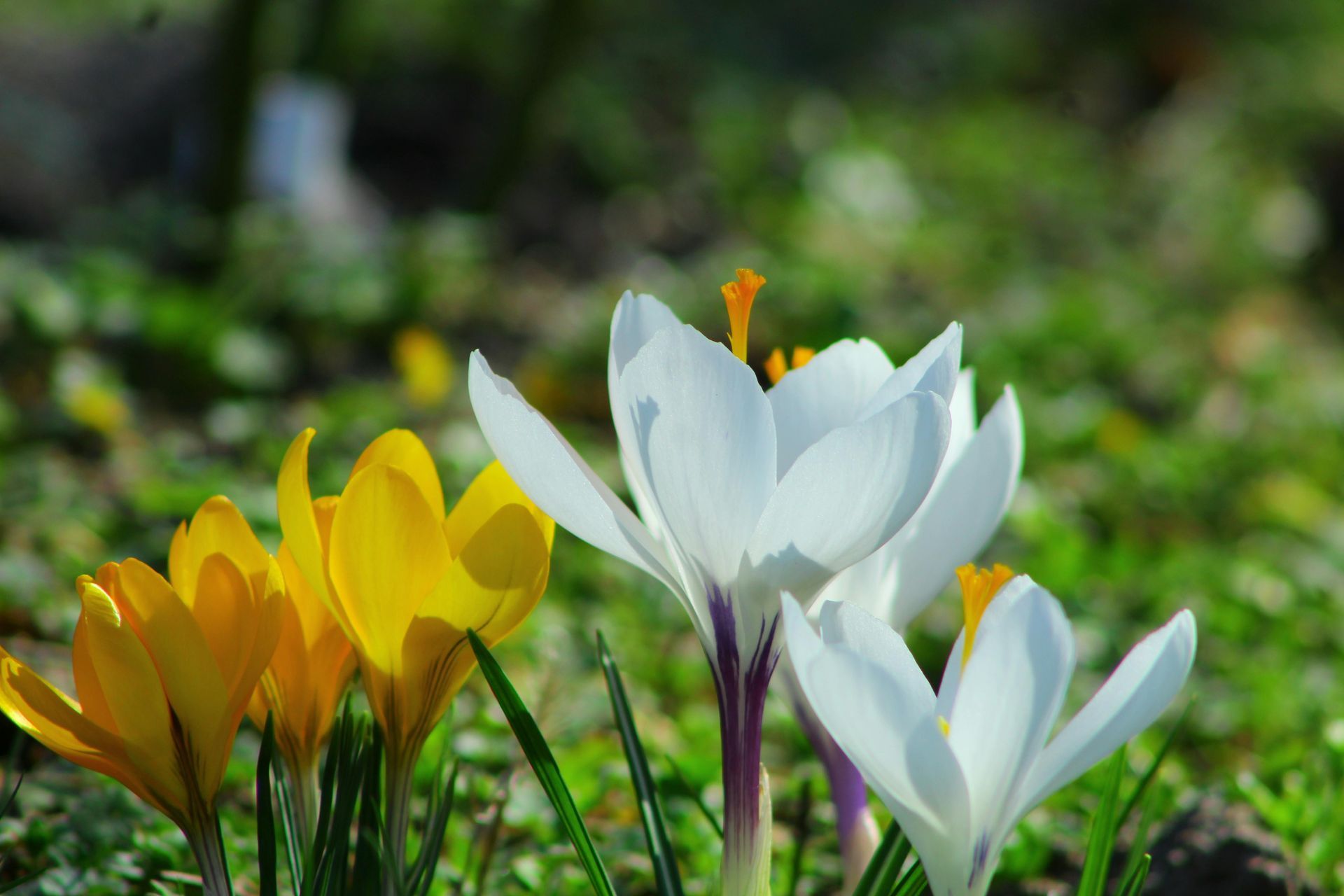 spring flowers