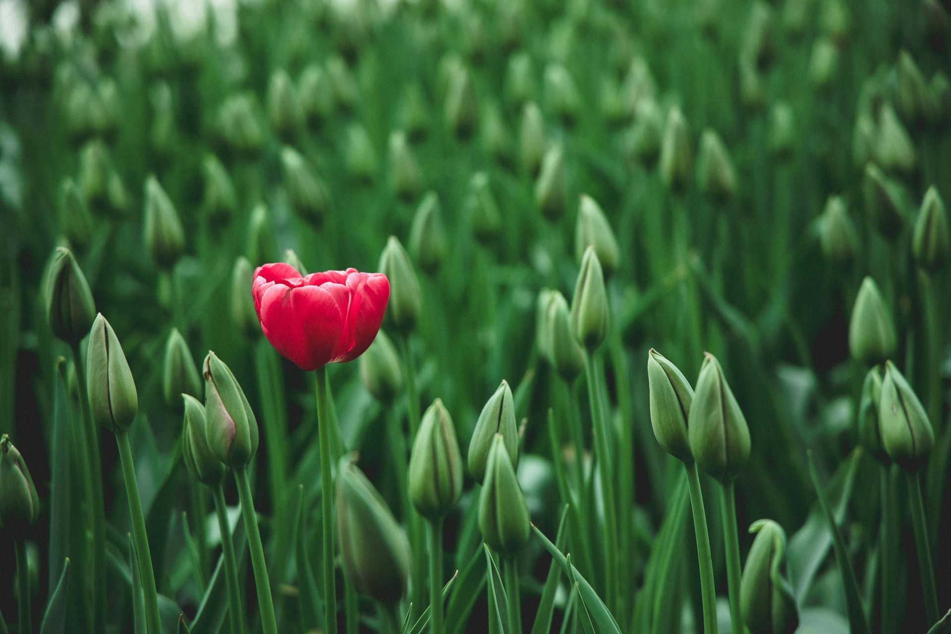 spring flowers