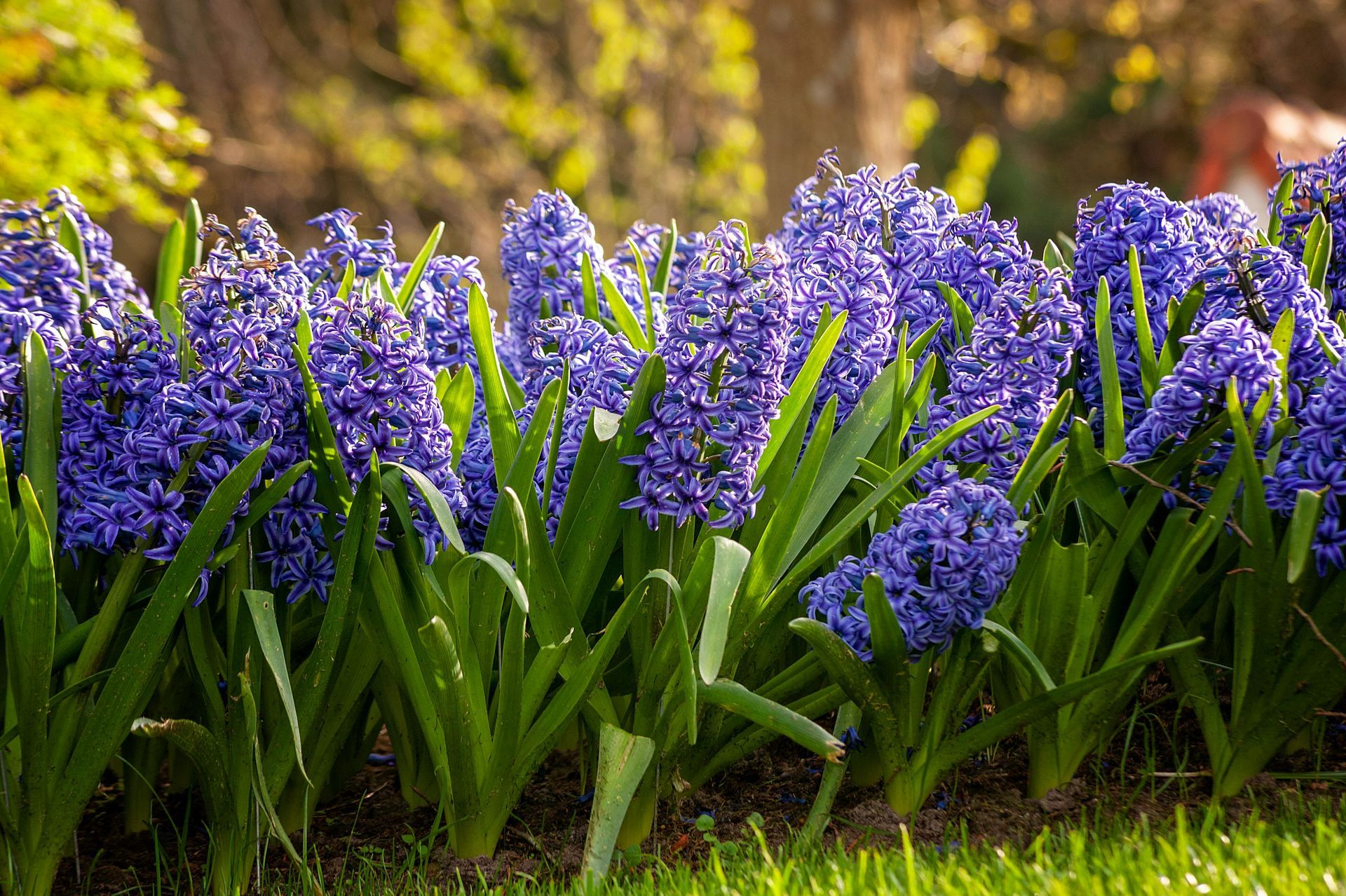 spring flowers