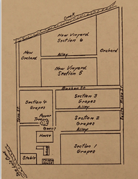 A drawing of a vineyard with the section 1 grapes visible