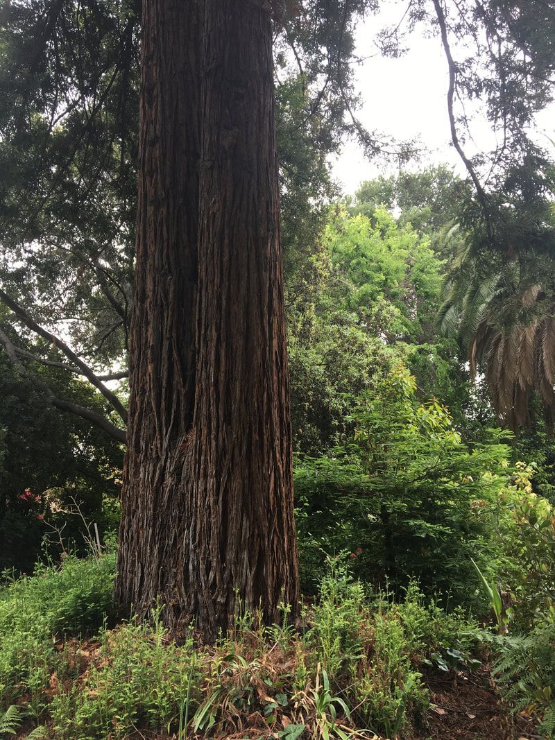 A large tree in the middle of a forest surrounded by trees and bushes.