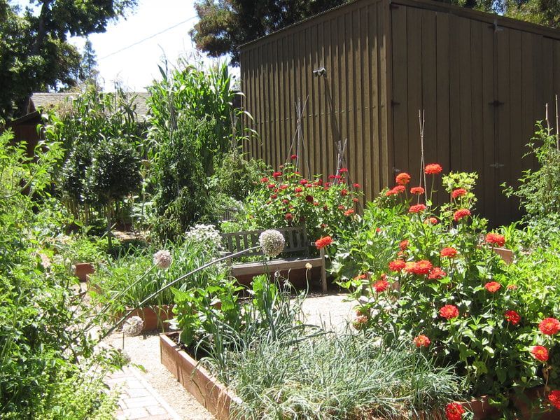 A garden filled with lots of plants and flowers