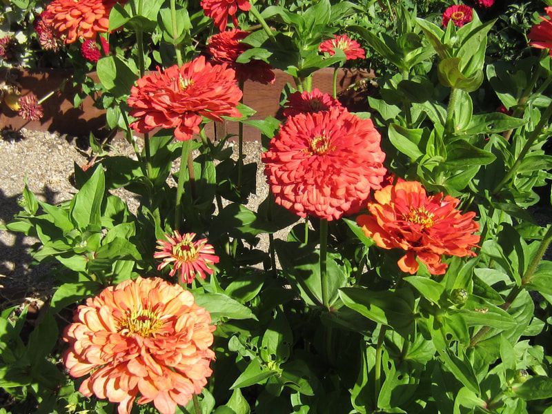 A bunch of orange flowers are growing in a garden