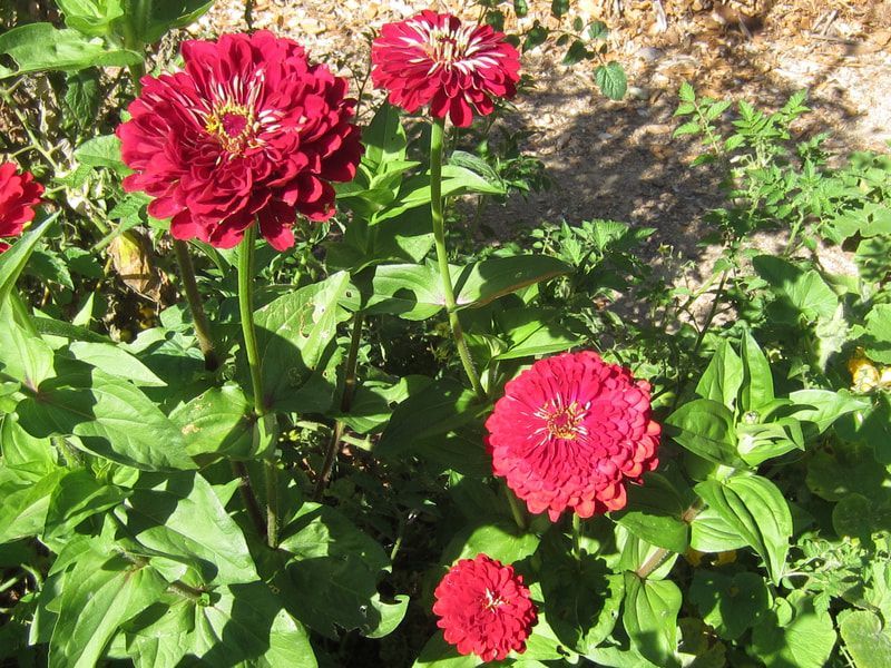 A bunch of red flowers are growing in a garden