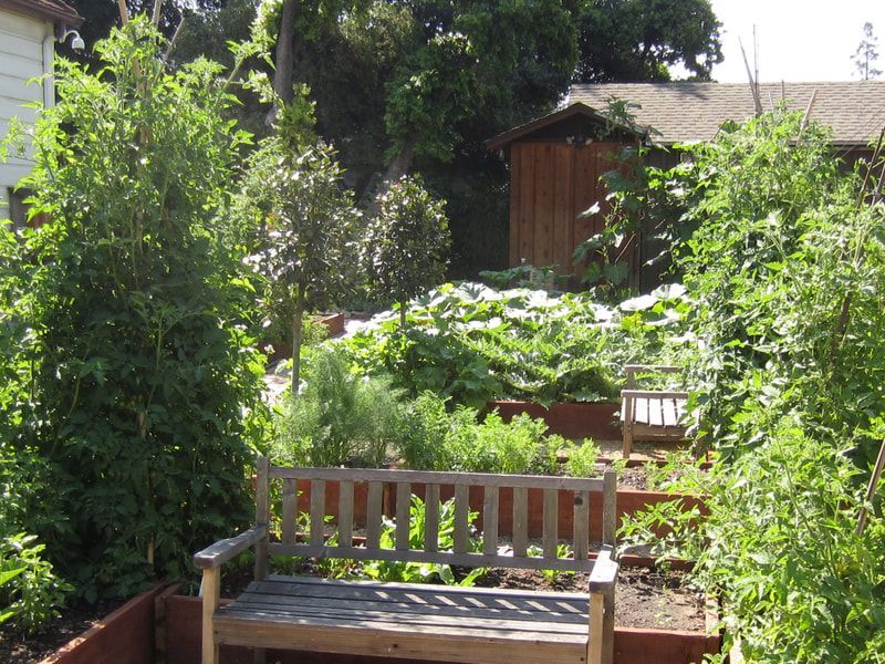 A wooden bench in a garden with a shed in the background