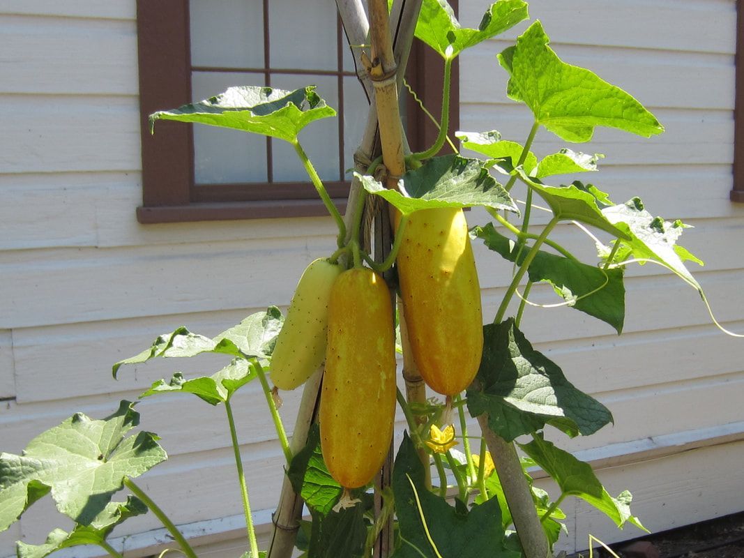 Two yellow cucumbers are growing on a plant in front of a house