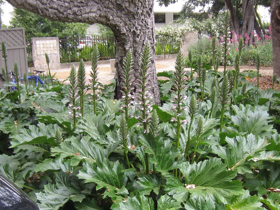 A tree trunk is surrounded by lots of green plants.