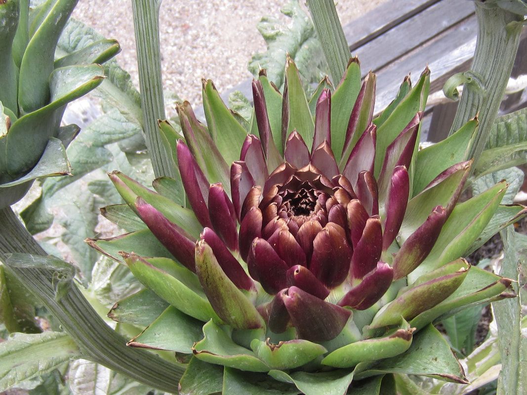 A close up of a purple artichoke flower with green leaves