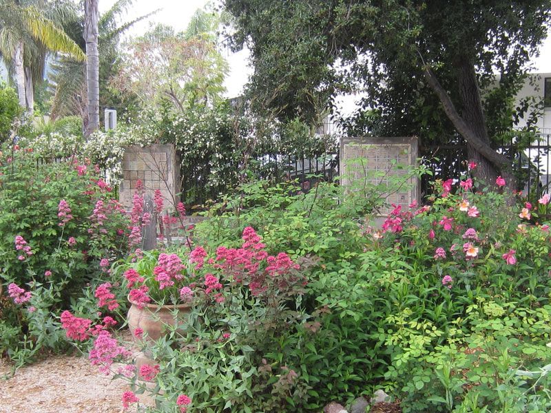 A garden with lots of pink flowers and green plants