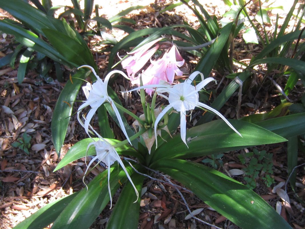 A close up of a plant with white flowers and pink flowers
