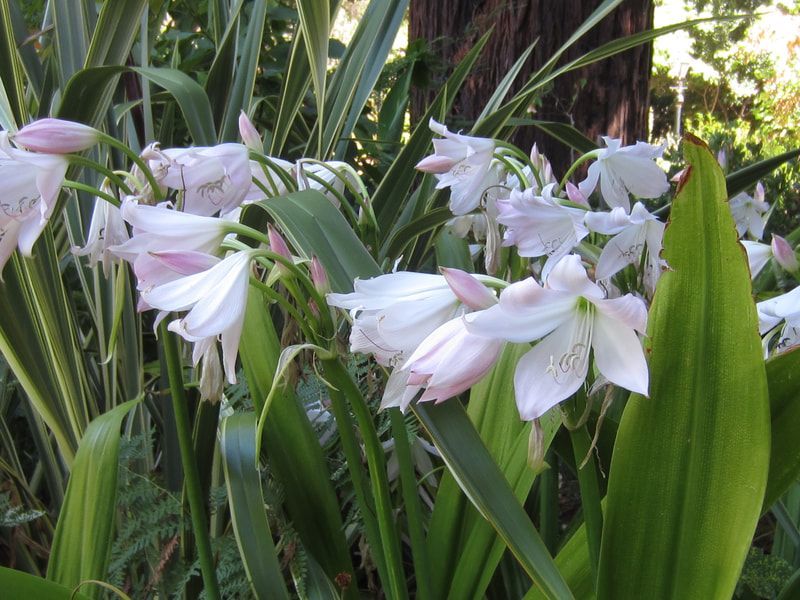 A bunch of white flowers are surrounded by green leaves