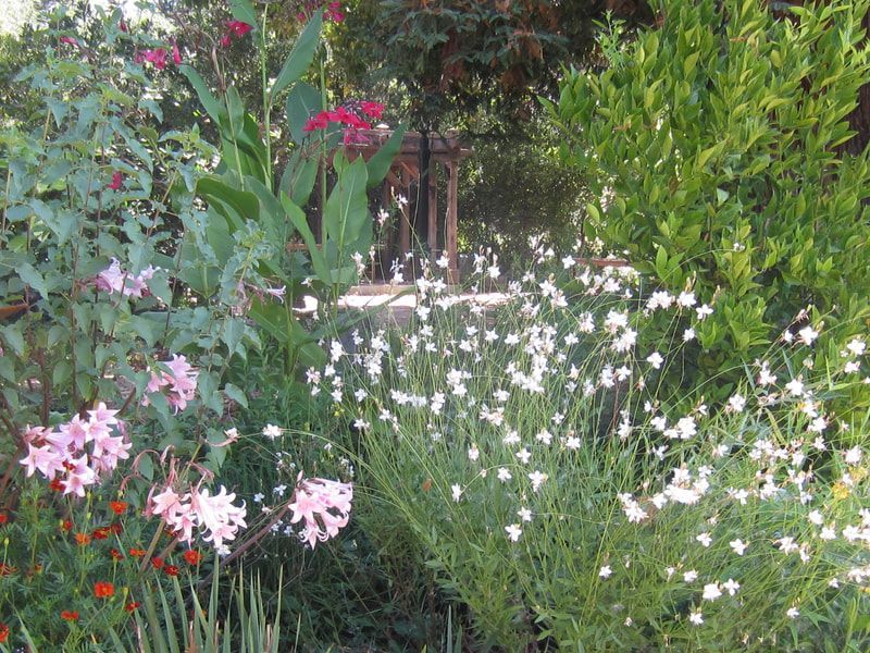 A garden with pink and white flowers and green plants