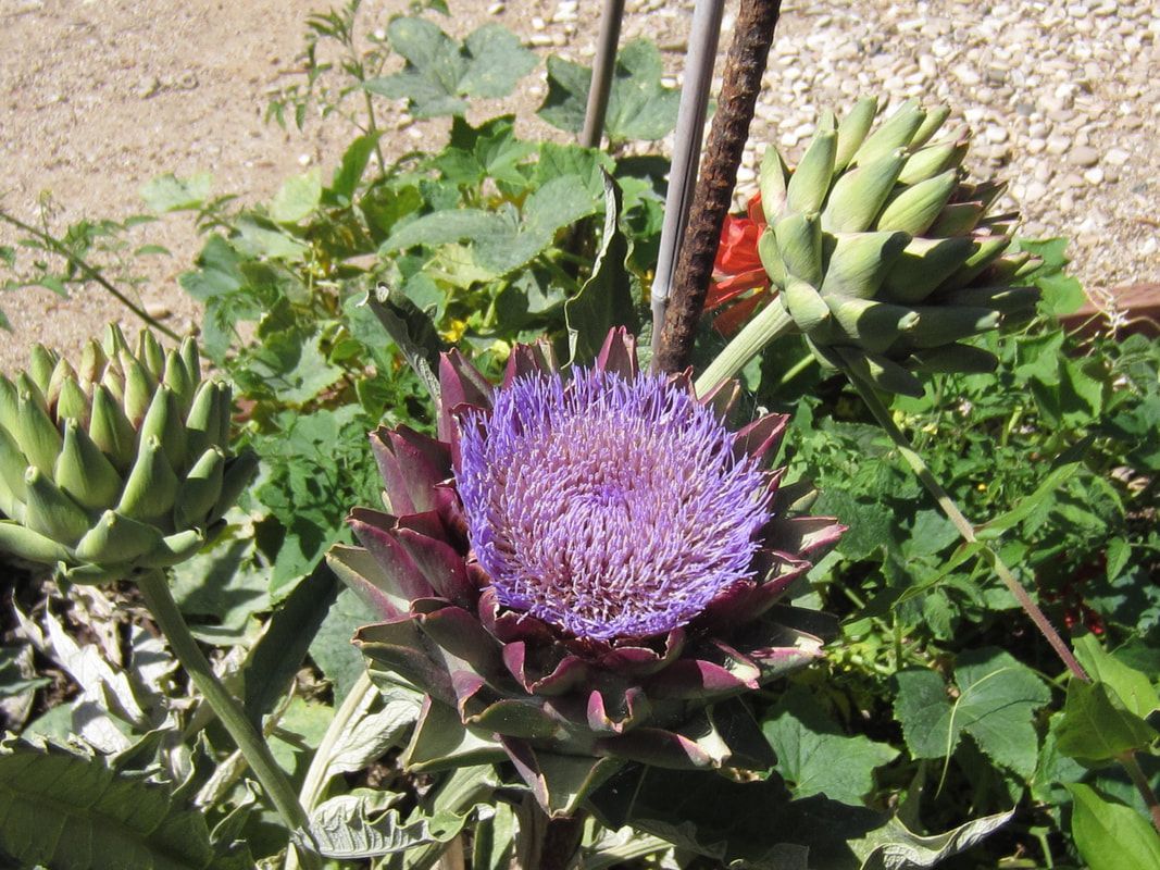 A purple flower is surrounded by green artichokes