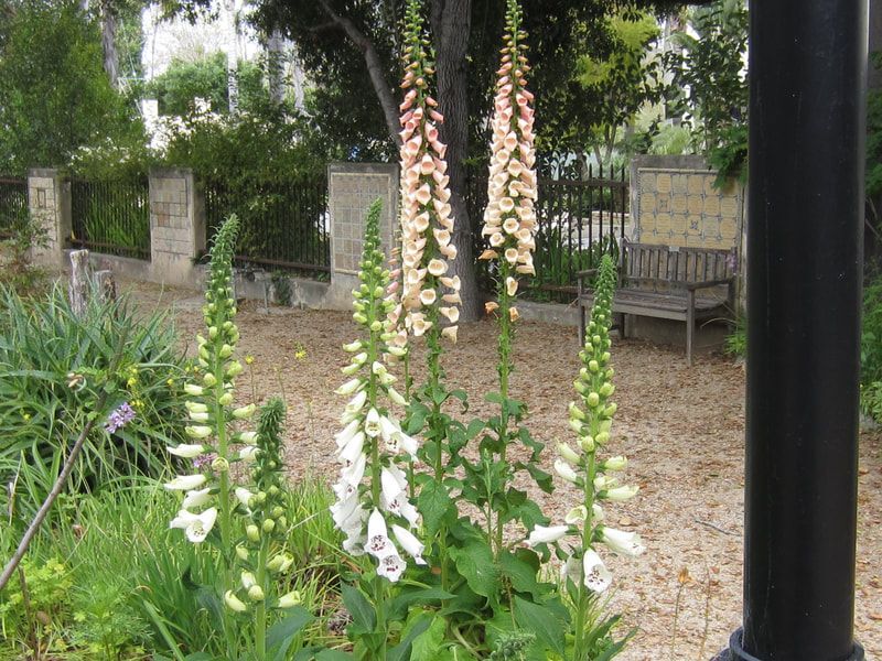 A garden with flowers and a bench in the background