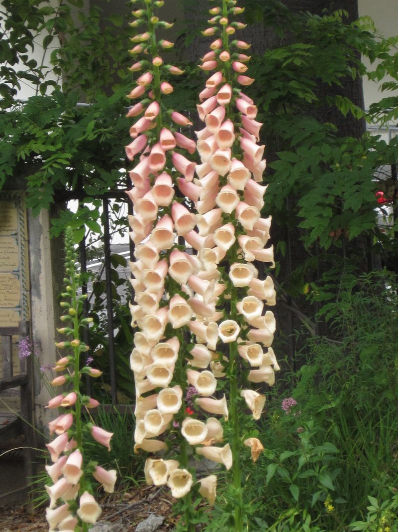 A bunch of pink and white flowers hanging from a plant