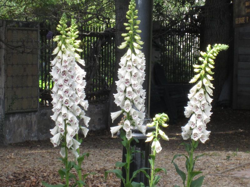 A bunch of white flowers are growing on a pole