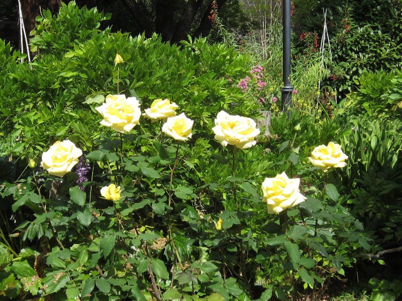 A bunch of yellow roses are growing in a garden
