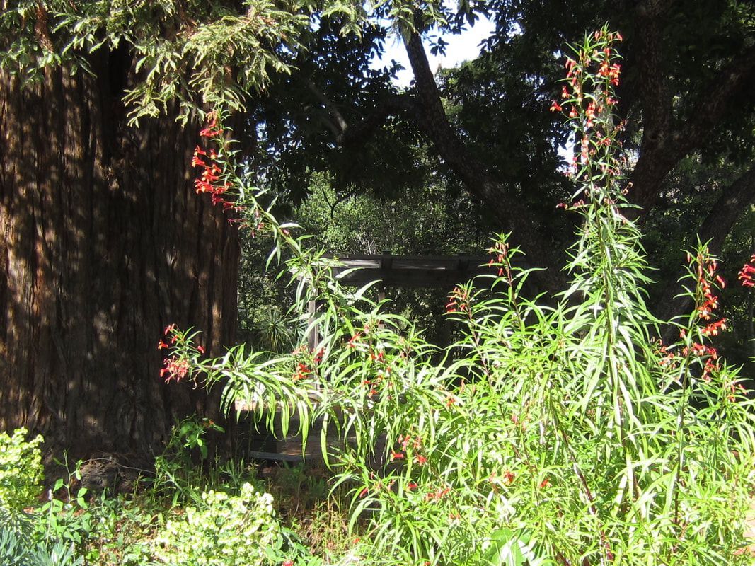 A lush green forest with trees and flowers in the foreground