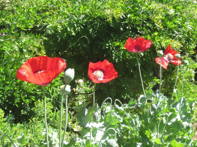 A bunch of red flowers are growing in a garden
