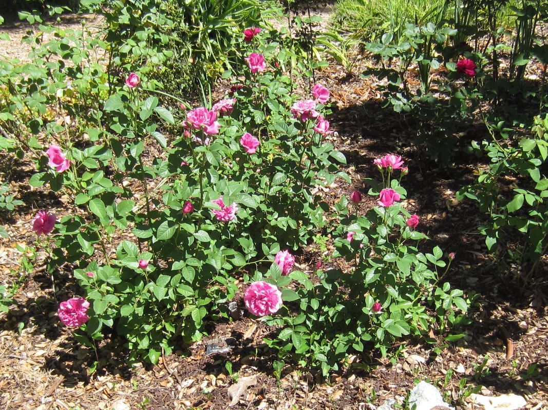 A bush with pink flowers and green leaves in a garden