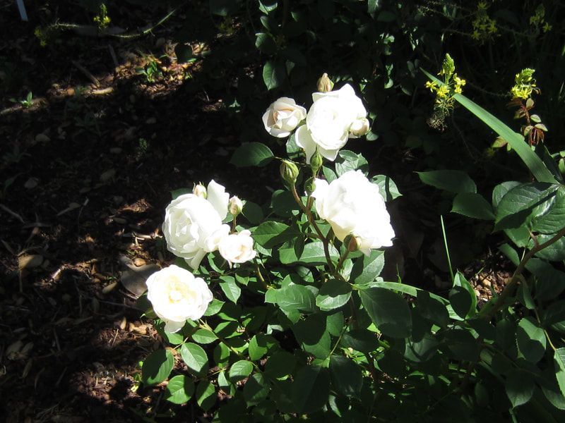 A bush with white flowers and green leaves