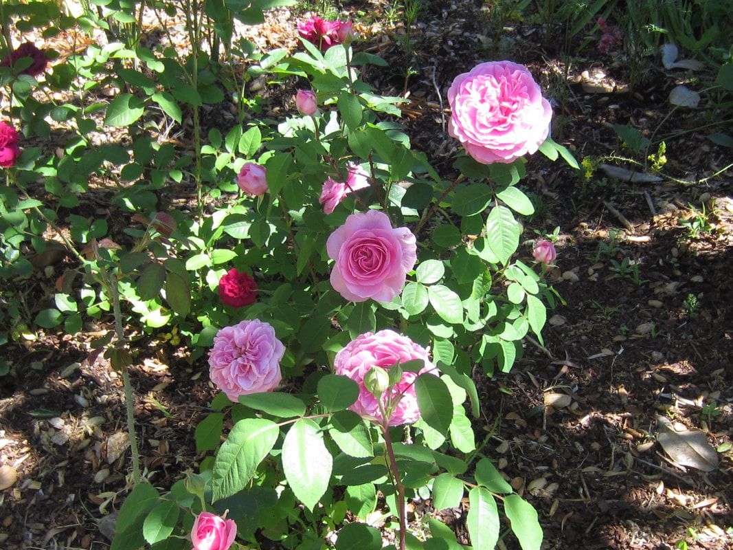 A bush with pink flowers and green leaves in a garden