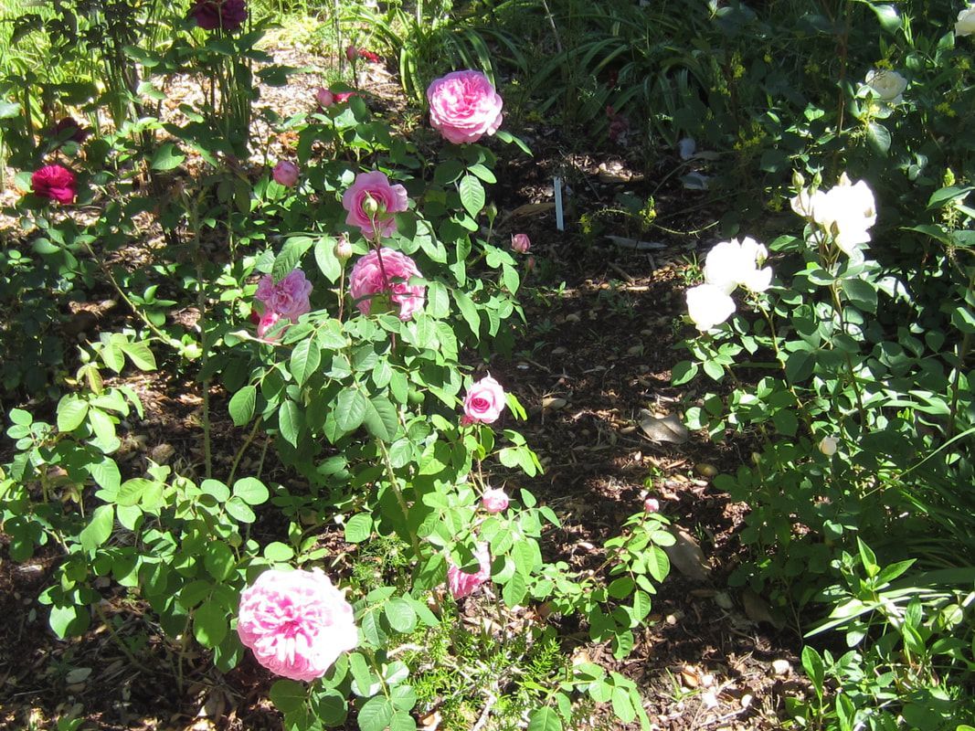 A bush with pink and white flowers and green leaves