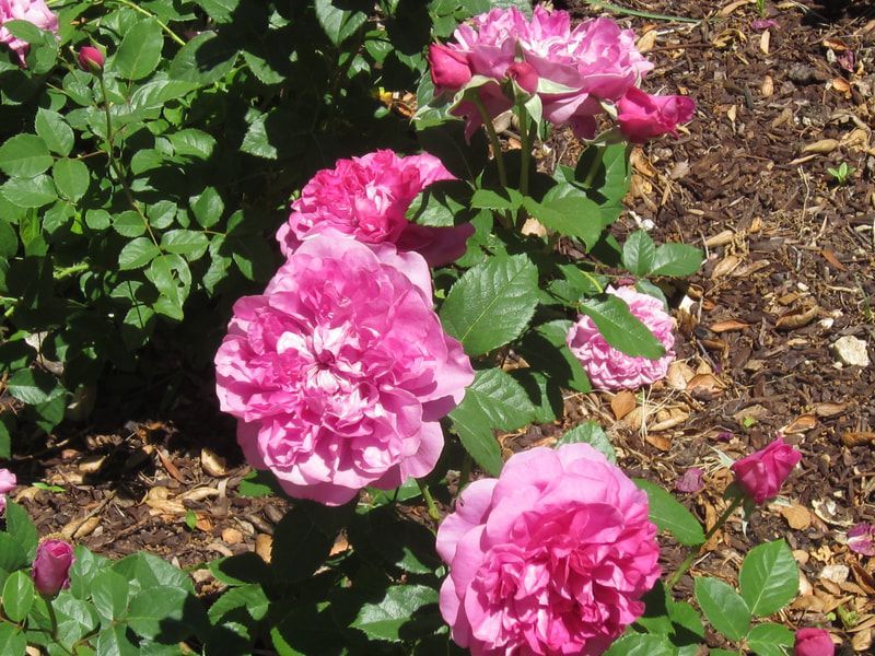 A bush with pink flowers and green leaves