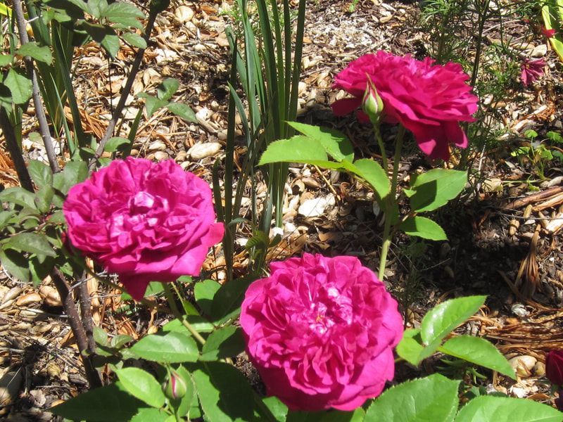 A bunch of pink flowers are growing in a garden