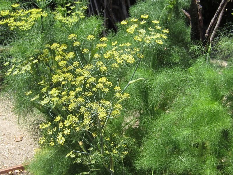A plant with lots of green leaves and yellow flowers