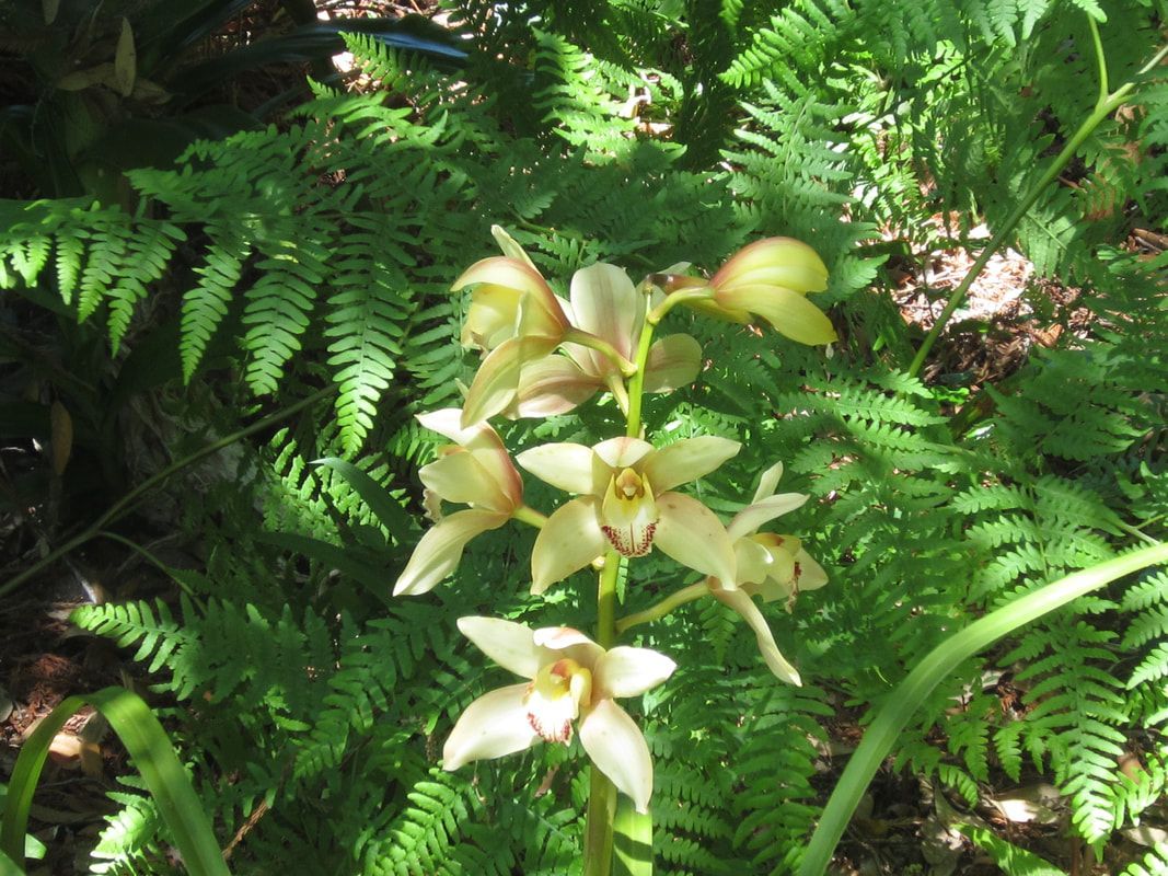 A close up of a flower with ferns in the background