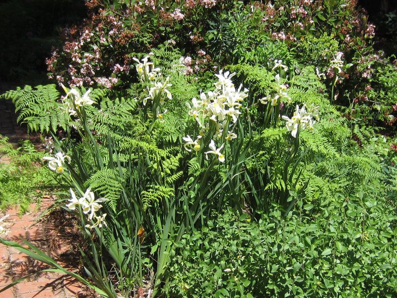 A bush with white flowers and green leaves