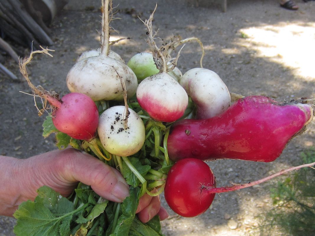 A person is holding a bunch of radishes in their hand