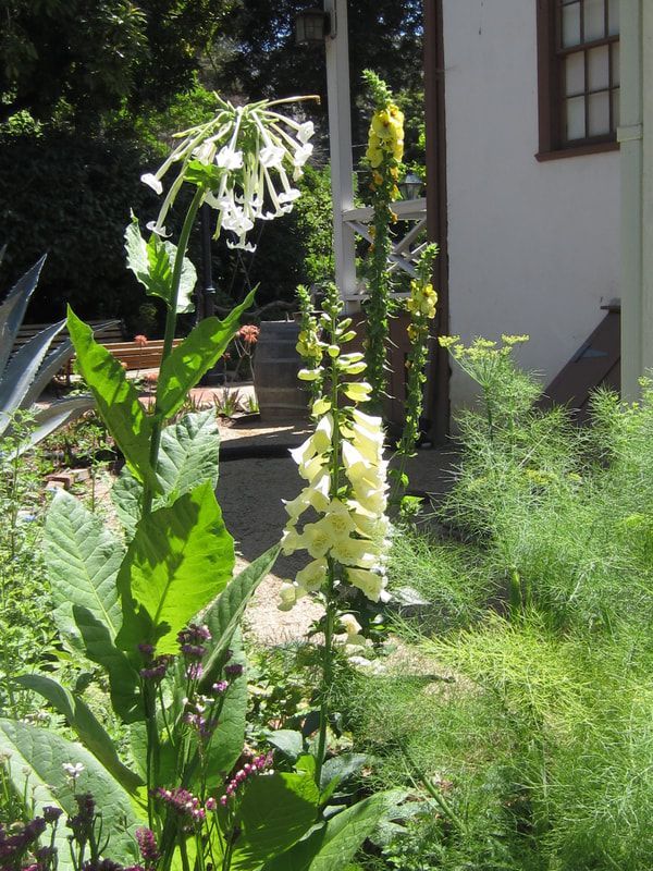 A bunch of flowers are growing in front of a house