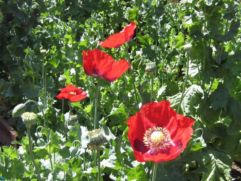 A field of red flowers with green leaves