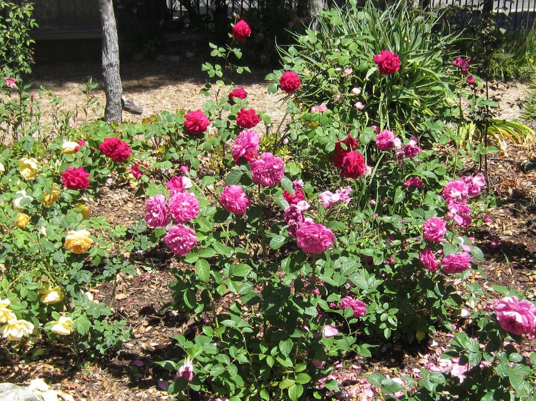 A garden filled with lots of pink and red flowers