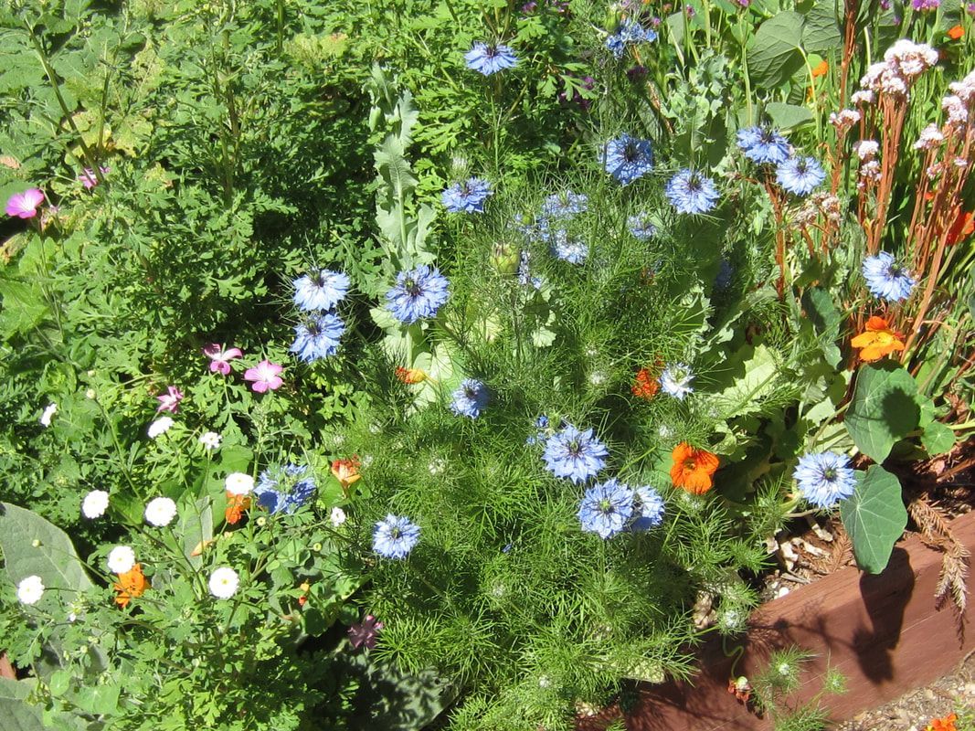 A bunch of flowers are growing in a garden.