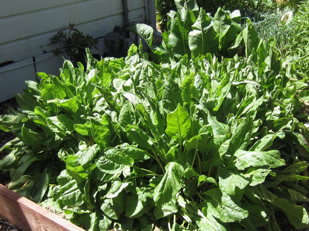 A bunch of green plants are growing in a garden.