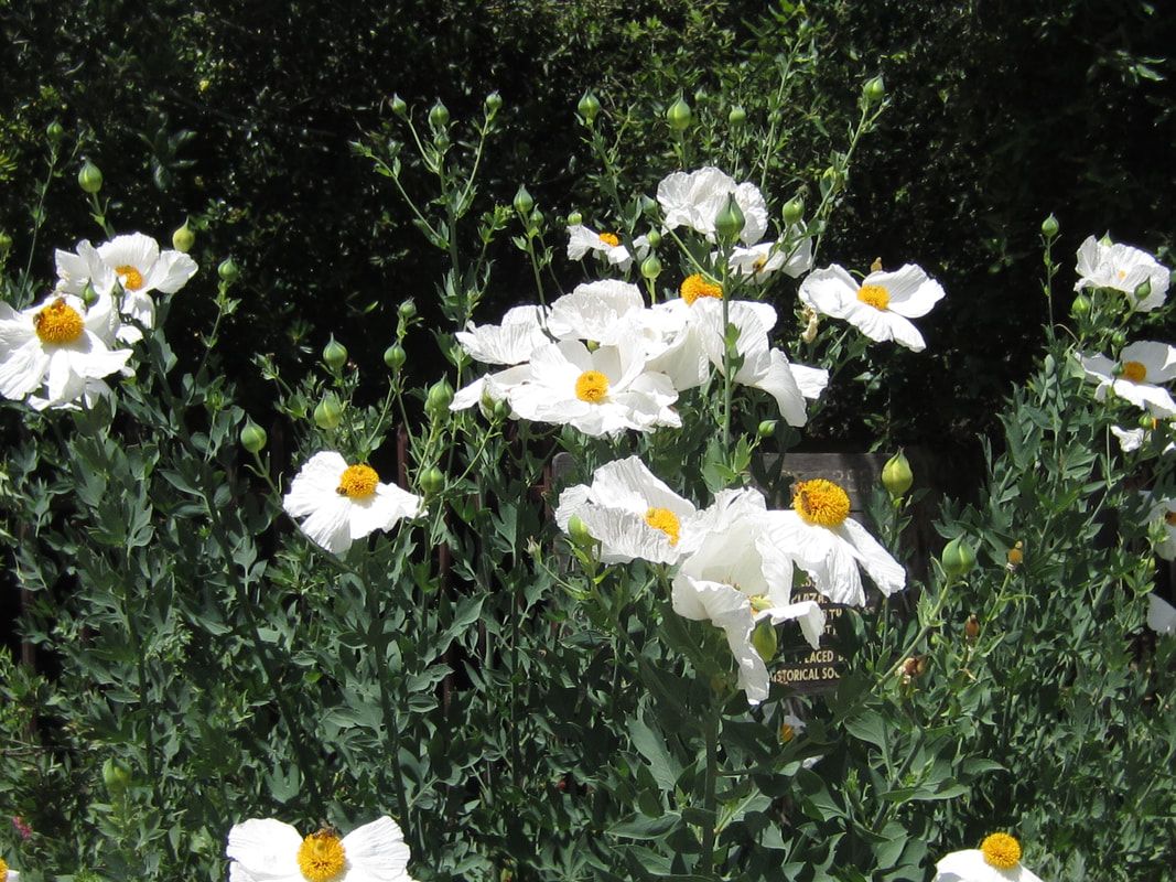 A bunch of white flowers with a yellow center