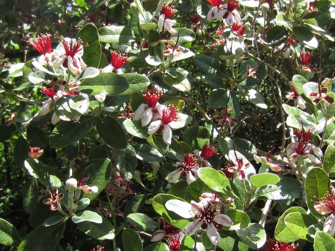 A bush with red and white flowers and green leaves