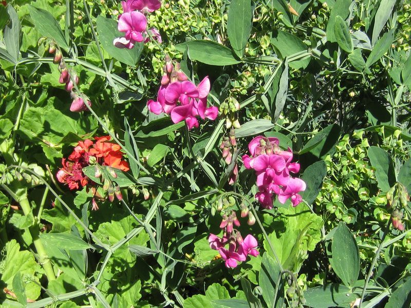 A bunch of pink flowers are growing on a plant
