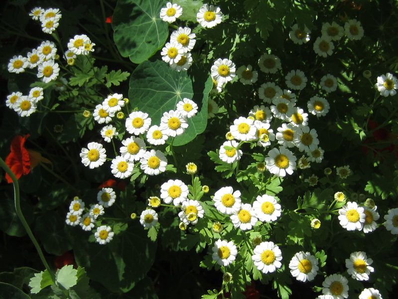 A bunch of small white flowers with yellow centers