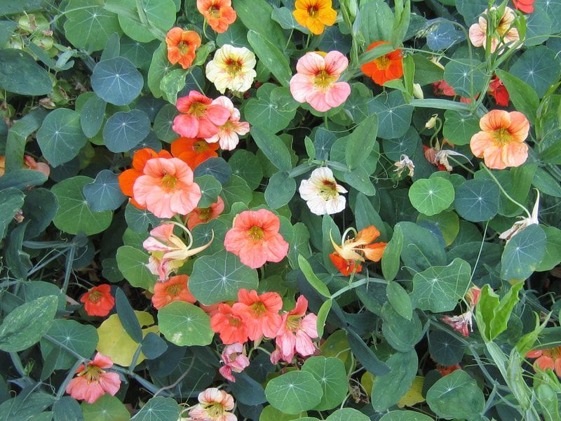 A bunch of different colored flowers with green leaves
