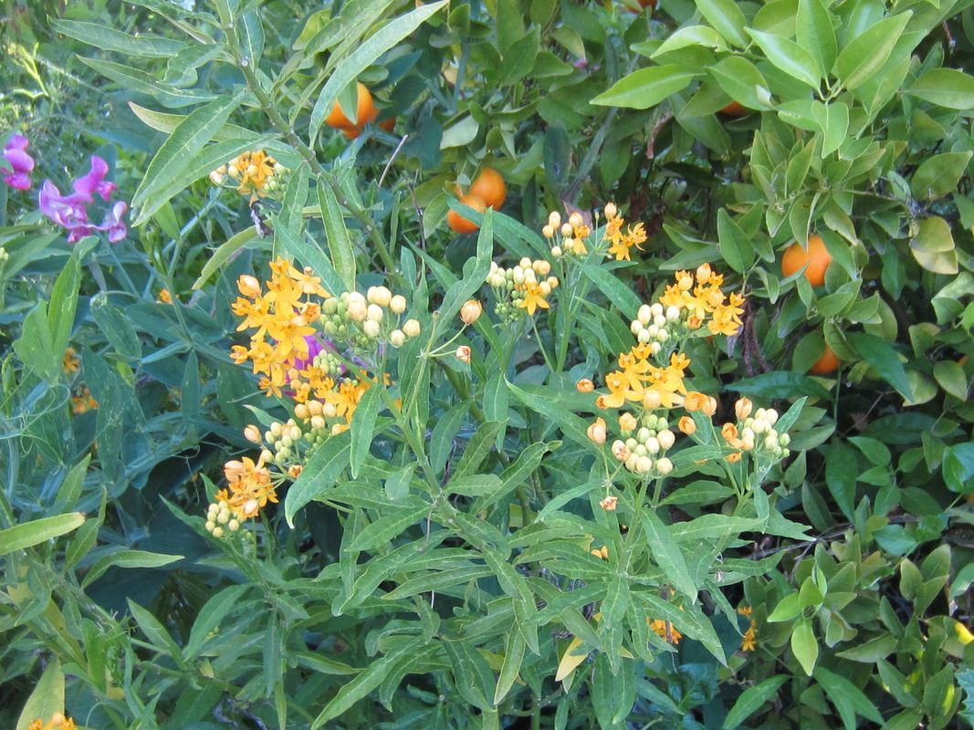 A bunch of flowers are growing in a garden