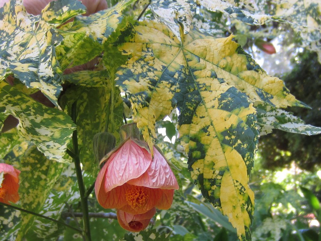 A close up of a flower and leaves on a plant
