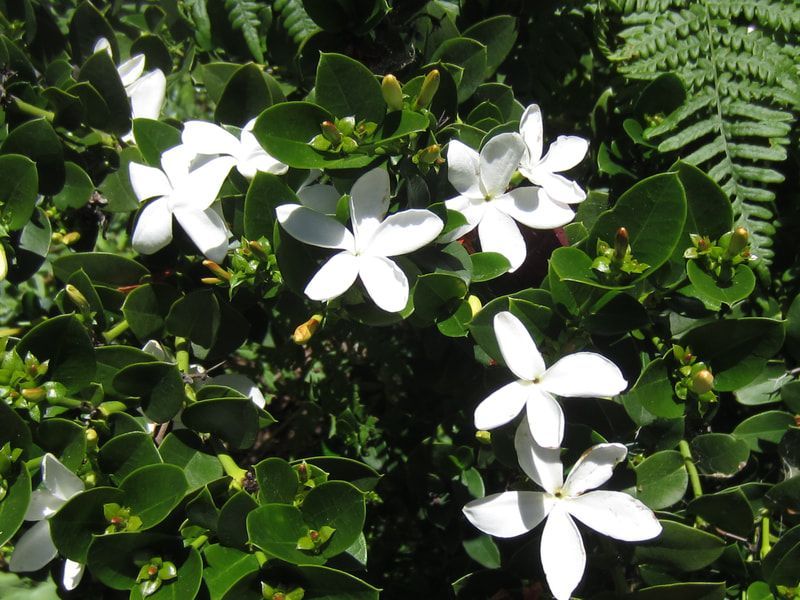 A bush with white flowers and green leaves