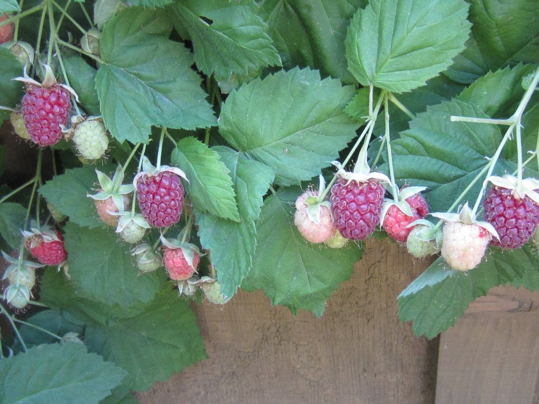 A bunch of raspberries hanging from a plant with green leaves.