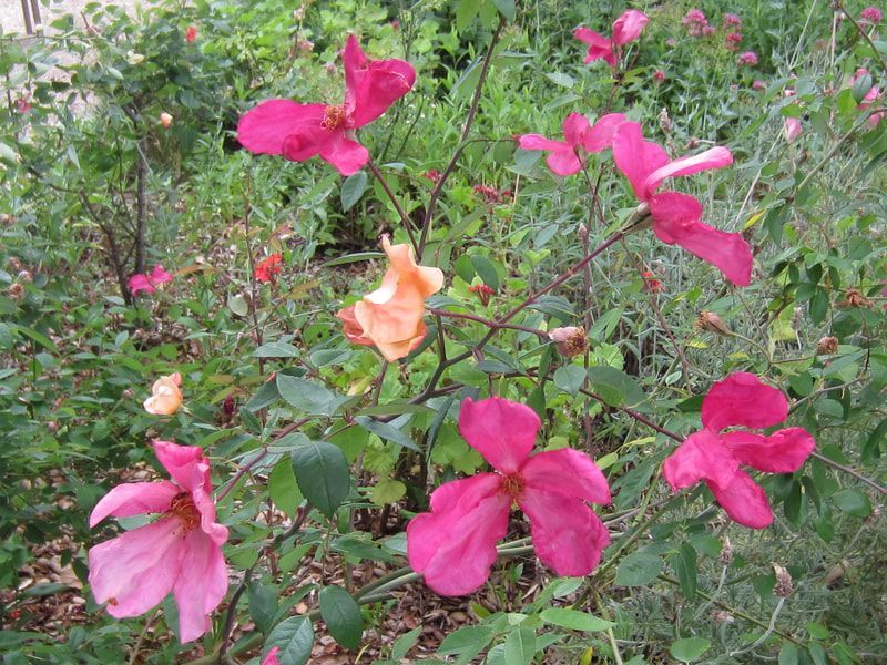 A bush with pink and orange flowers and green leaves