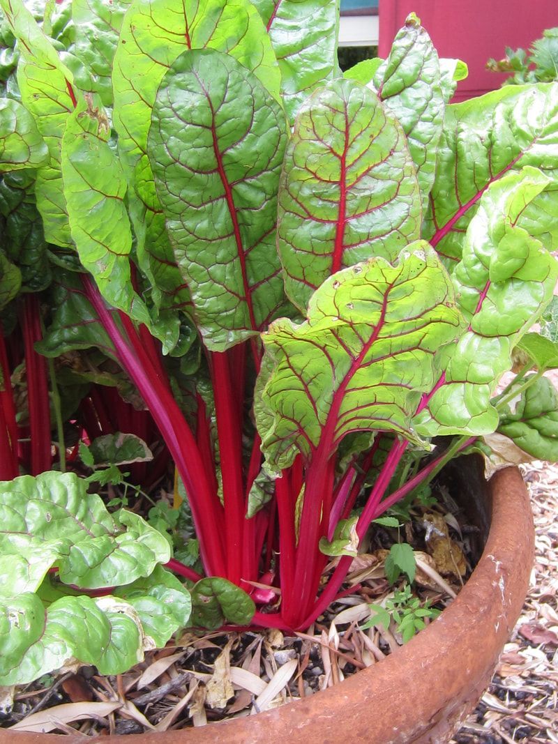 A potted plant with green leaves and red stems